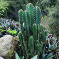 Cereus Peruvianus Seeds, 20 Peruvian Apple Cactus Seeds, Live Succulent Plant, Easy Grow Houseplant, Ornamental Cactus, Starter Plant