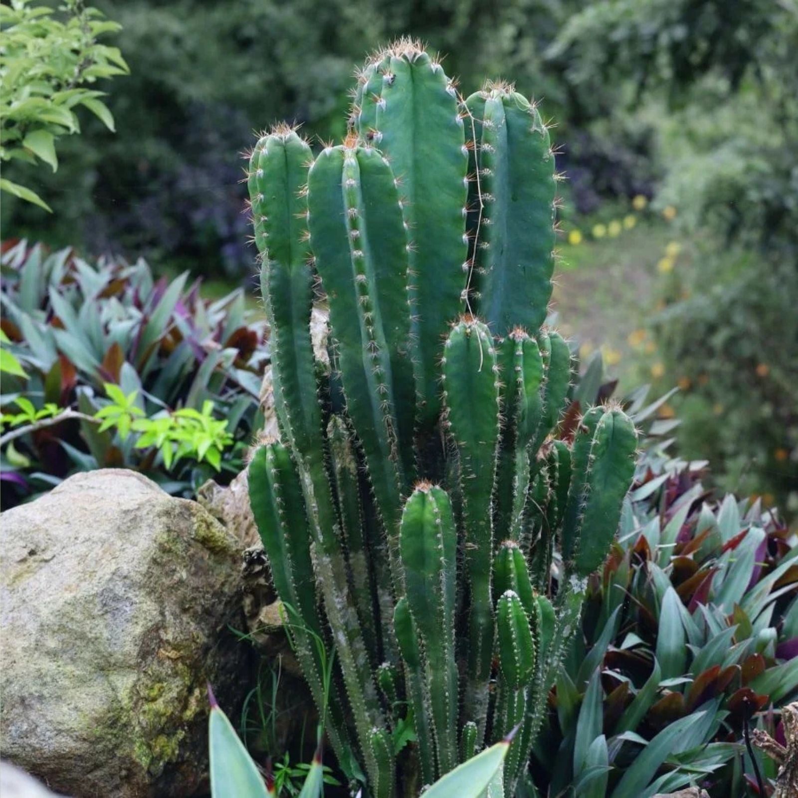 Cereus Peruvianus Seeds, 20 Peruvian Apple Cactus Seeds, Live Succulent Plant, Easy Grow Houseplant, Ornamental Cactus, Starter Plant