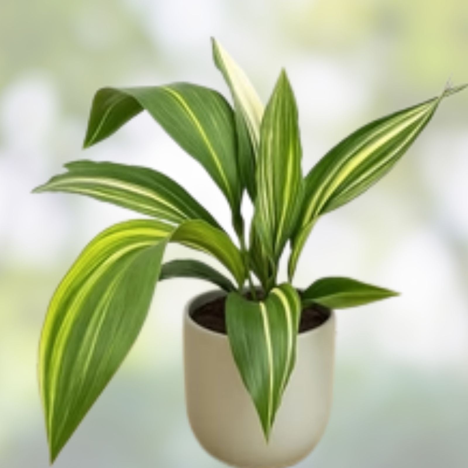 Variegated Aspidistra elatior 5 Pack | Live Houseplants, Indoor Outdoor, Hardy Cast Iron Plant, Starter, Cutting