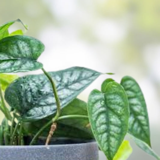 Monstera Siltepecana Cuttings 5 Pack | Tropical Houseplant Propagation | Rare Variegated Indoor Plant Starter