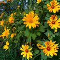 Mexican Sunflower Cuttings Tithonia diversifolia Tropical Plant 8 Inch Starter Plants 10 Pack