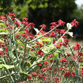 Variegated Japanese Poinsettia Cutting Euphorbia tithymaloides Live Plant 8-10 inches