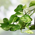 Variegated Giant Golden Queen Pothos Cuttings Epipremnum Aureum Live Plant Houseplant Starter 6 Pack Free Shipping
