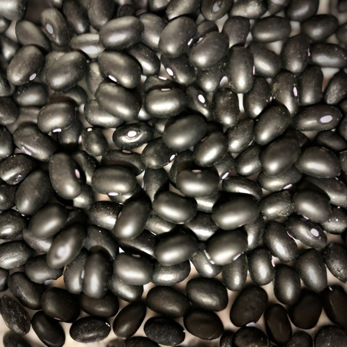Black Turtle Pole Bean Seeds – Heirloom Variety, Organic Vegetable Seeds, Phaseolus vulgaris, 100+ Black Bean Seeds for Gardening