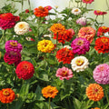 Zinnia elegans Star Gold Seeds 1000 Count Garden Flower Live Plant Cutting Bare Root Starter Plant