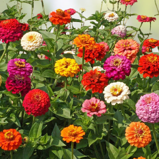 Zinnia elegans Star Gold Seeds 1000 Count Garden Flower Live Plant Cutting Bare Root Starter Plant
