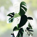 Rooted Variegated Monstera Albo Borsigiana Plant - Rare Houseplant - Monstera Deliciosa Albo - Fast Growing
