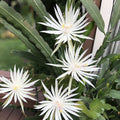 8" Epiphyllum hookeri Orchid Cactus Succulent Live Plant for Indoor Gardening, Houseplant, Starter, Cutting