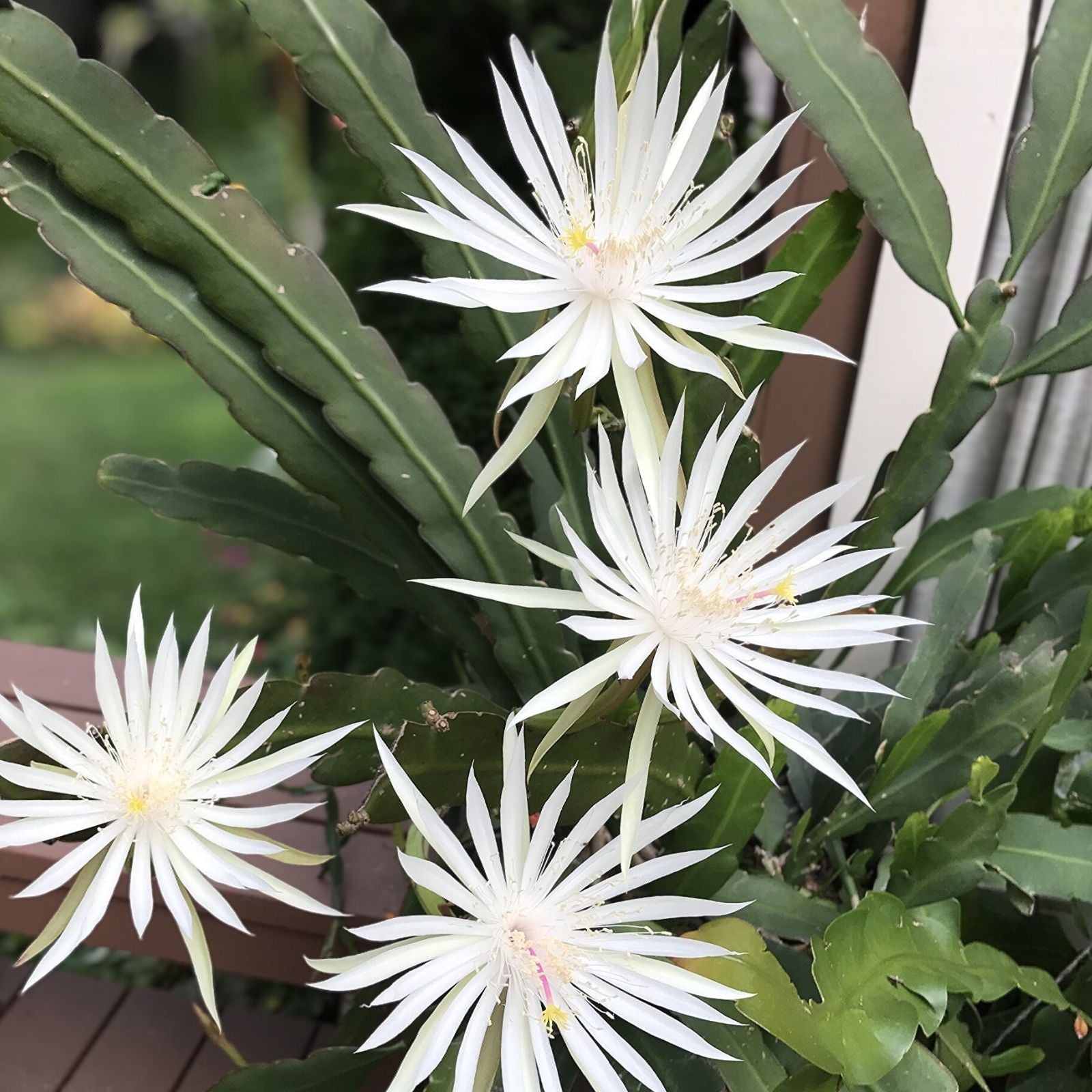8" Epiphyllum hookeri Orchid Cactus Succulent Live Plant for Indoor Gardening, Houseplant, Starter, Cutting