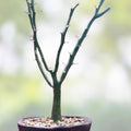 Adenia ballyi Cutting - Rare Well-Rooted Succulent for Collectors - Drought Tolerant Indoor Plant - Unique Succulent Plant