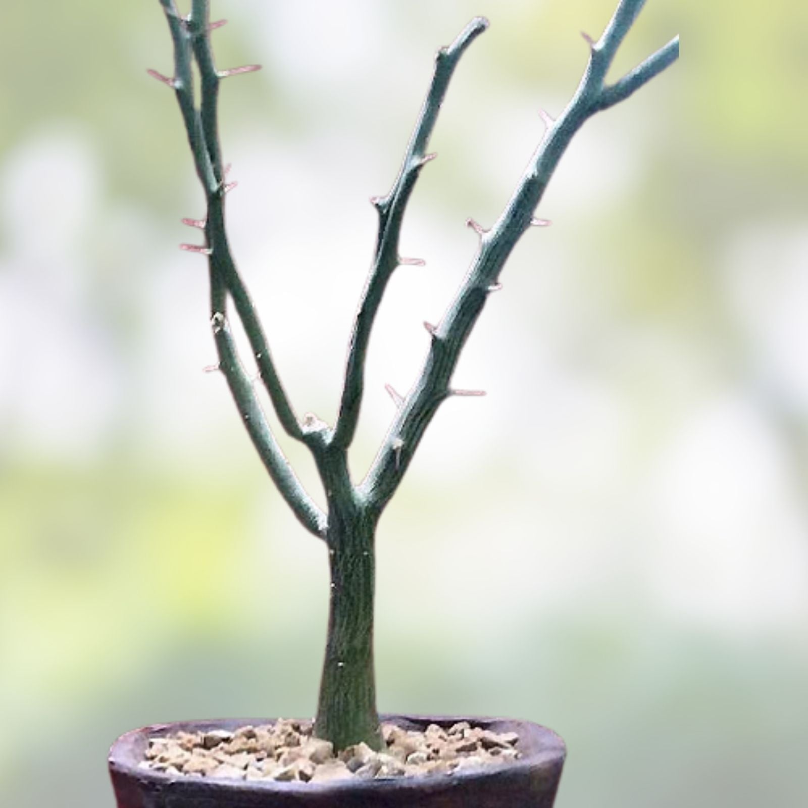 Adenia ballyi Cutting - Rare Well-Rooted Succulent for Collectors - Drought Tolerant Indoor Plant - Unique Succulent Plant