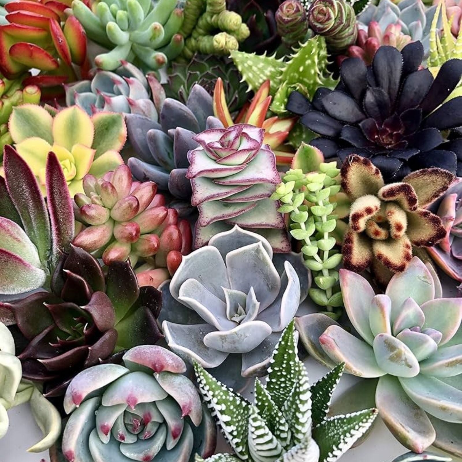 10 Succulent Cuttings Echeveria Aeonium Sempervivum Rosettes Live Plant Starter Kit for Crafters