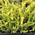Rhipsalis prismatica Orchid Cactus Succulent Cuttings 5 Pack Rare Houseplant Live Starter Plant
