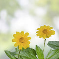 Creeping Daisy Live Plant Cuttings - Yellow Flower Vines - Wedelia Ground Cover Perennial Garden Plant