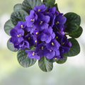 African Violet Leaves 2 Pack, Saintpaulia Propagation, Unrooted Cuttings, Indoor Houseplant Starter, LE Zoryane Syajvo