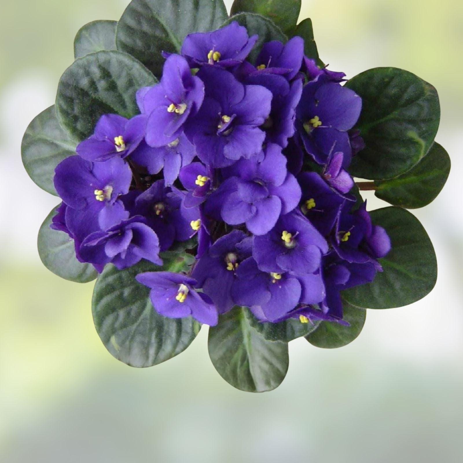 African Violet Leaves 2 Pack, Saintpaulia Propagation, Unrooted Cuttings, Indoor Houseplant Starter, LE Zoryane Syajvo