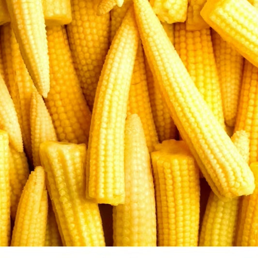Japanese Baby Corn Seeds 20 Pack Edible Salad Garnish Zea mays var. japonica Live Plant Cutting