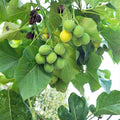 50 Jatropha Curcas Seeds Barbados Physic Nut Drought Tolerant Live Plant Cutting Bare Root Starter Plant