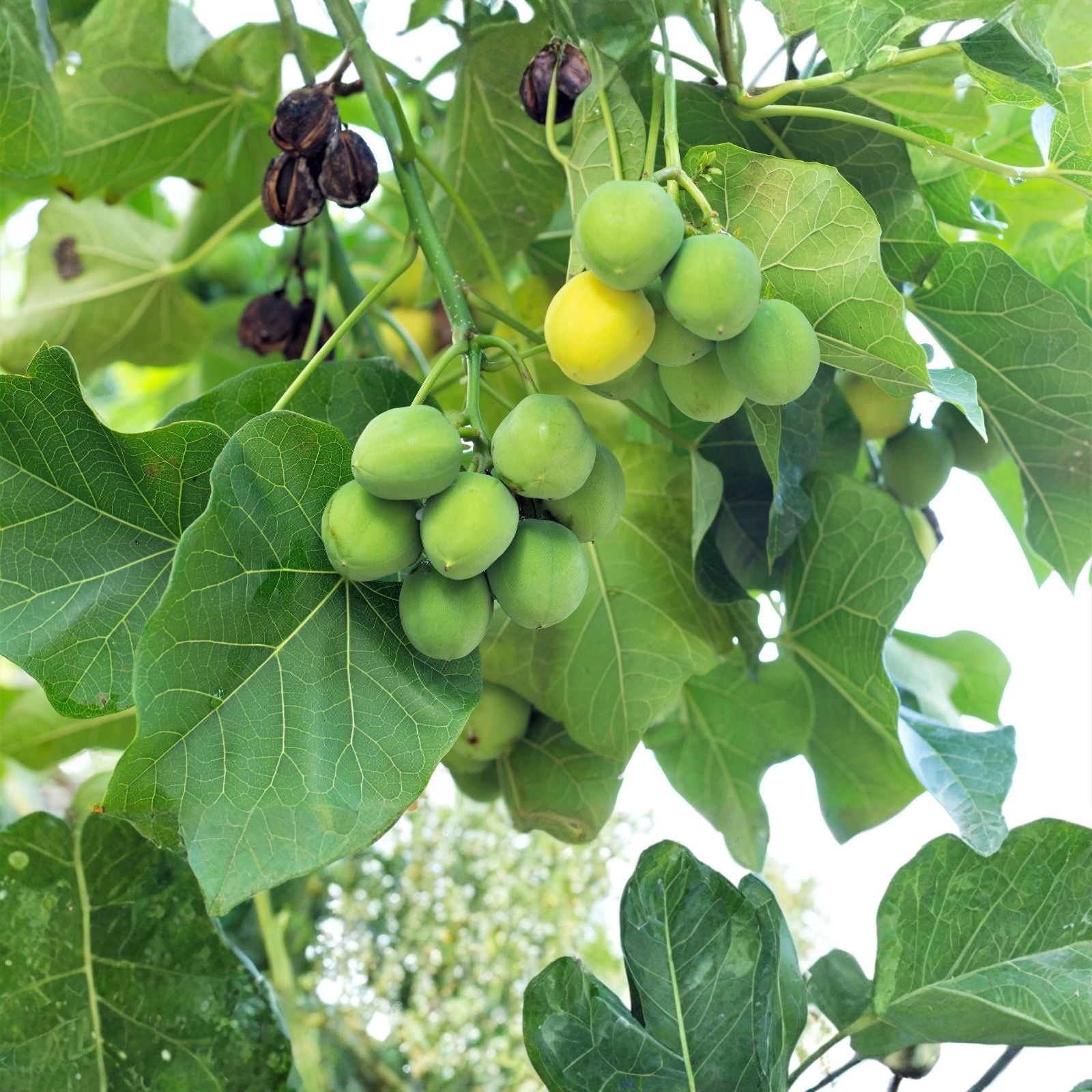 50 Jatropha Curcas Seeds Barbados Physic Nut Drought Tolerant Live Plant Cutting Bare Root Starter Plant