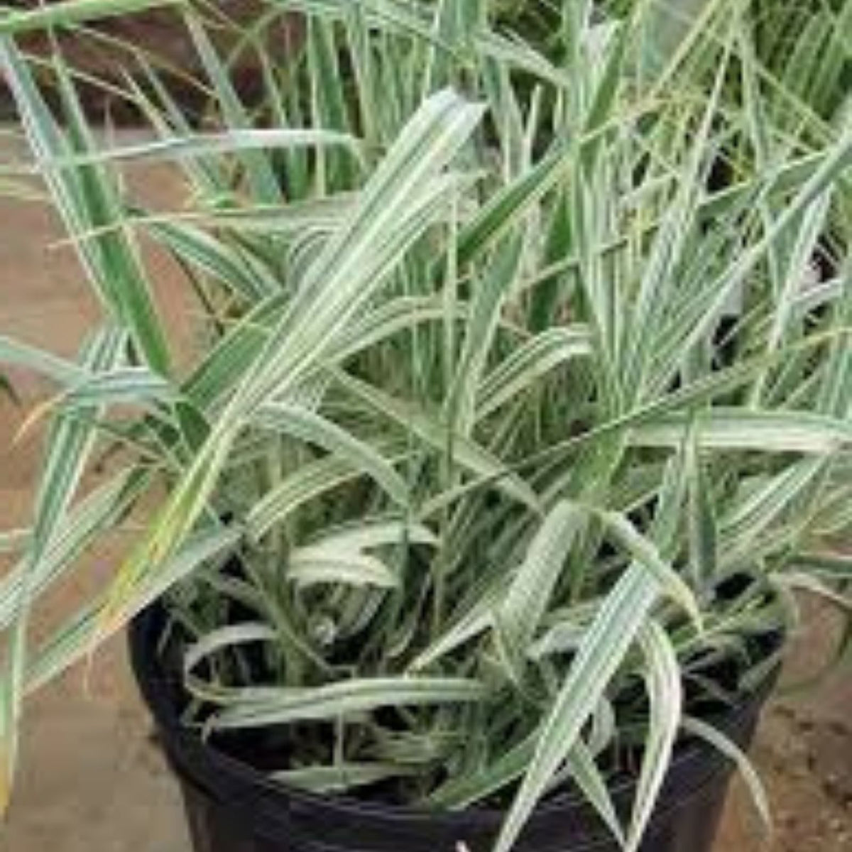 Ribbon Grass Plants 10 Strawberry & Cream Phalaris arundinacea Live Ground Cover Bare Root Starter Plant for Sun Shade