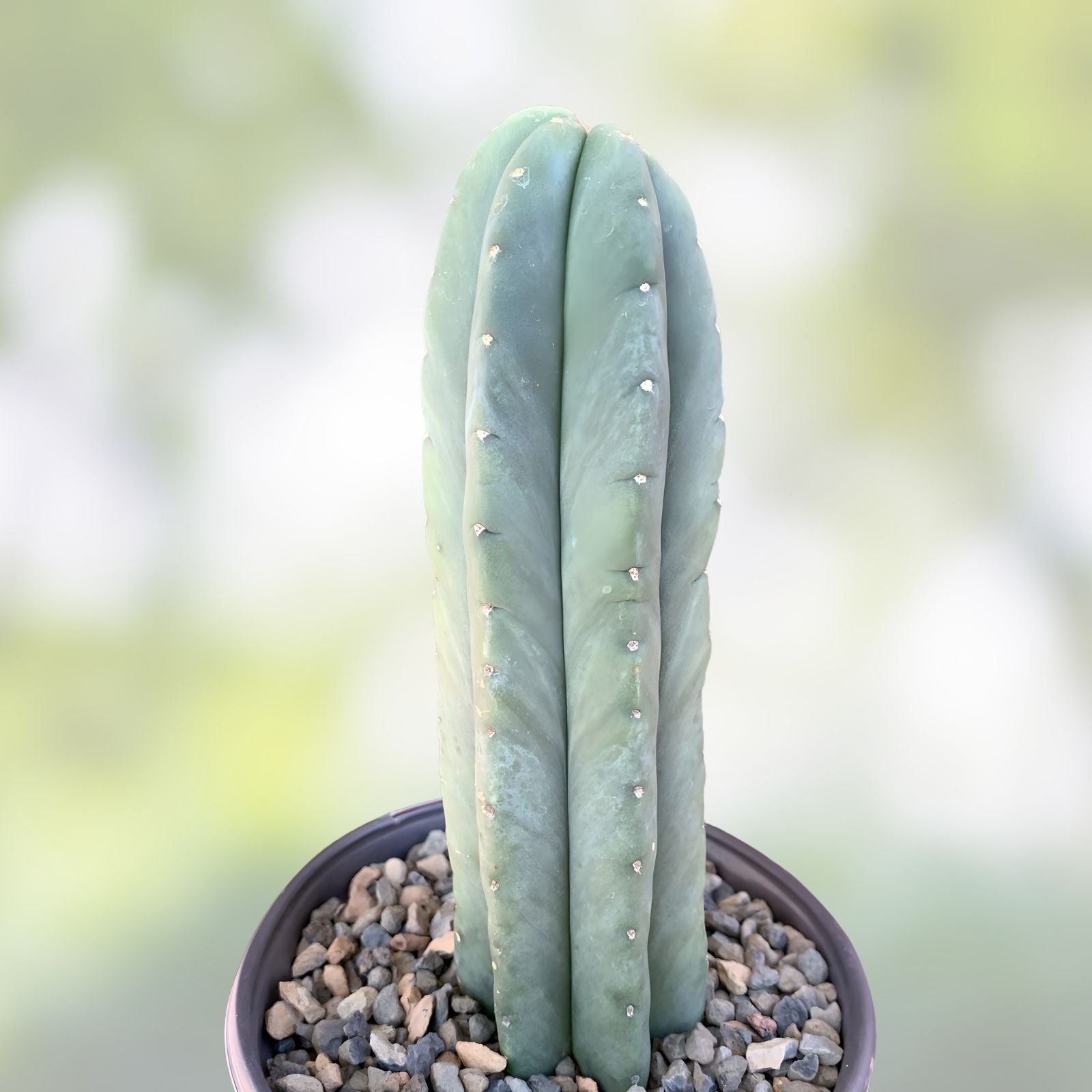 Cereus scopulicola Cactus Cutting 24 Inches Tall Succulent Plant for Gardening and Home Decor - Live Plant, Fast Shipping