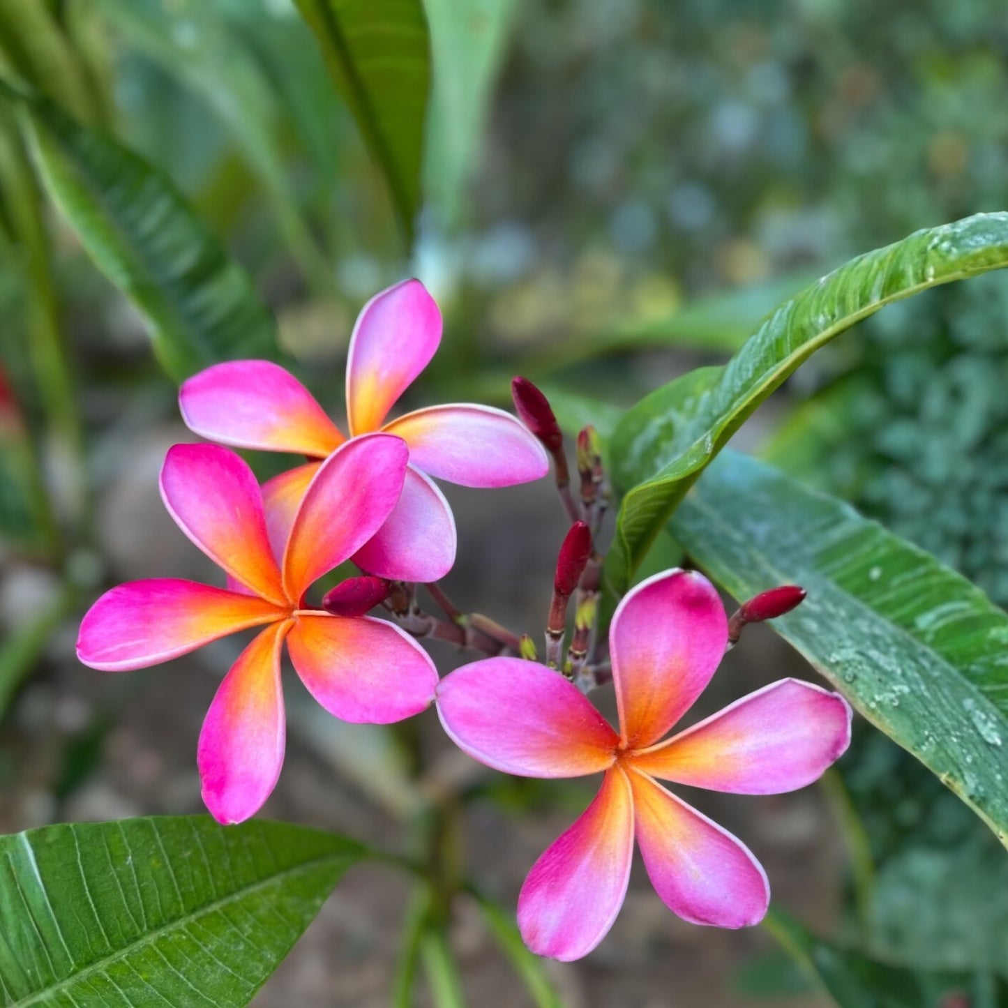 Kaneohe Sunburst Plumeria Cutting - Rainbow Pink Yellow Variegated Plumeria rubra - 2 Tips - Rare Tropical Flower Plant