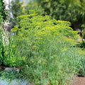 Heirloom Dill Seeds Mammoth Long Island Non-GMO Herb Plant Starter, Anethum graveolens, Culinary Spice, Live Plant, Cutting, Bare Root