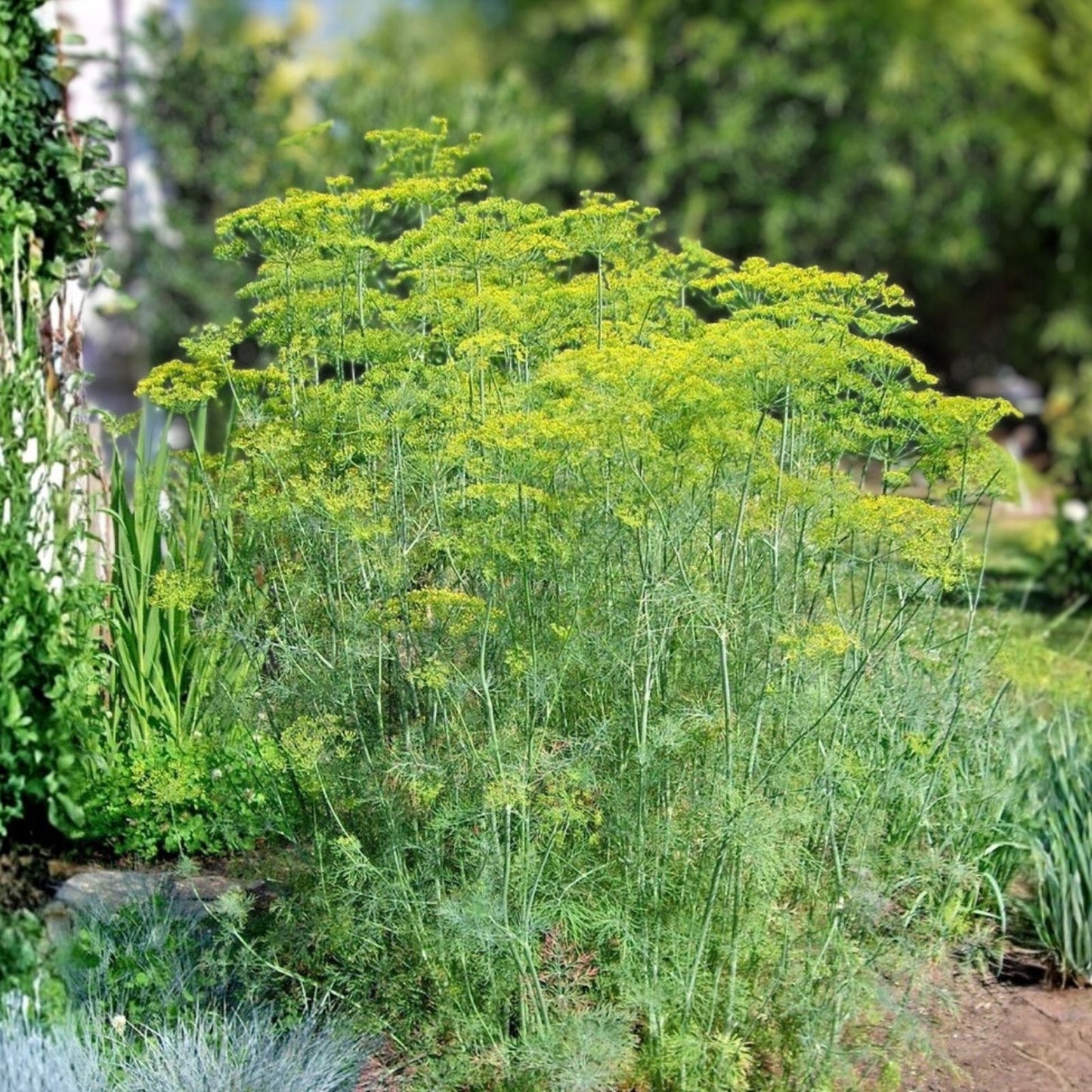 Heirloom Dill Seeds Mammoth Long Island Non-GMO Herb Plant Starter, Anethum graveolens, Culinary Spice, Live Plant, Cutting, Bare Root