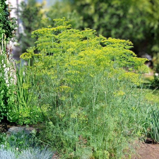 Heirloom Dill Seeds Mammoth Long Island Non-GMO Herb Plant Starter, Anethum graveolens, Culinary Spice, Live Plant, Cutting, Bare Root