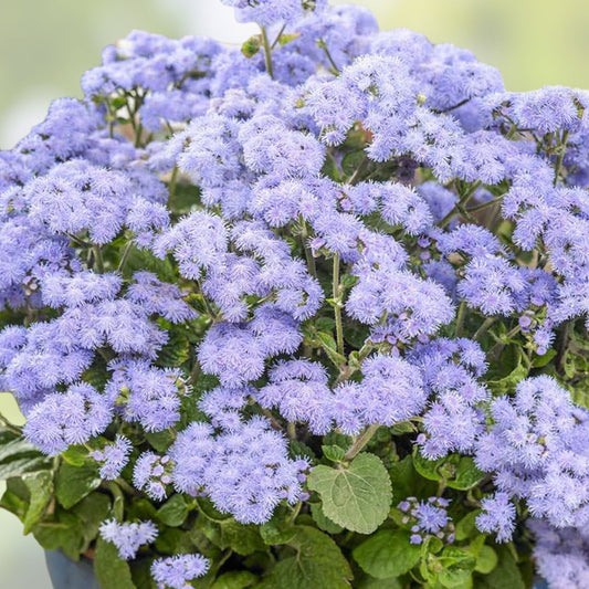 Ageratum Flower Seeds 500 Pack Blue Variety for Planting, Ageratum houstonianum, Fast Growing, Garden, Landscape, Ornamental Seeds