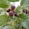Fig Tree Cuttings Ficus carica Organic Live Plant Starter for Gardening Fruiting Tree Propagation