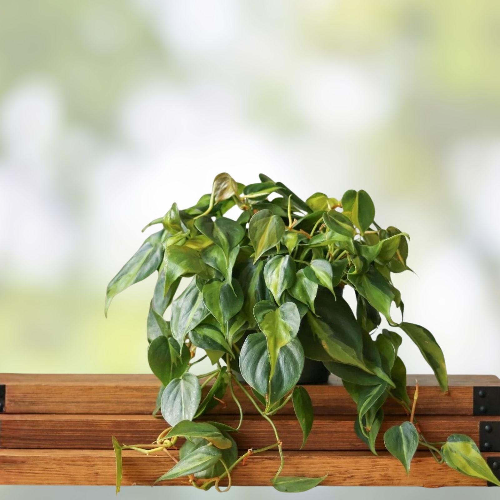 Philodendron Hederaceum 'Brasil' Variegated Trailing Houseplant Cuttings Indoor Plant Decor 4 Pack