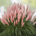 Pink Pampas Grass Seeds 30 Organic Perennial Cortaderia selloana Live Plant Cutting Bare Root Starter Plant Free Shipping