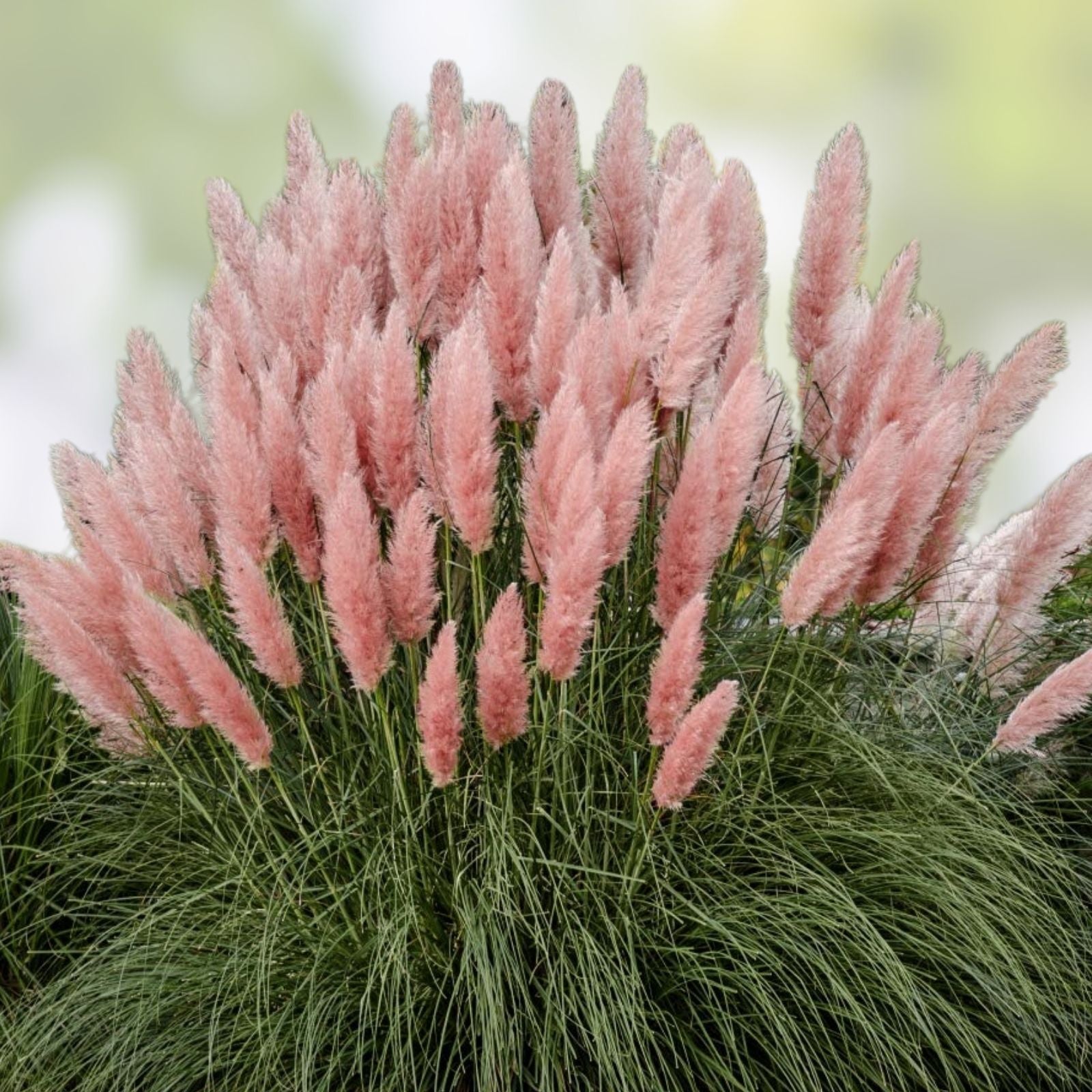 Pink Pampas Grass Seeds 30 Organic Perennial Cortaderia selloana Live Plant Cutting Bare Root Starter Plant Free Shipping