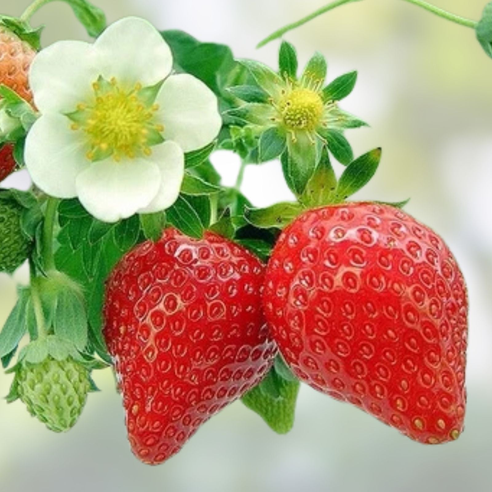 Strawberry & Cream Ribbon Grass Live Plant 8 Pack Phalaris arundinacea Bare Root Pond or Shade Plant