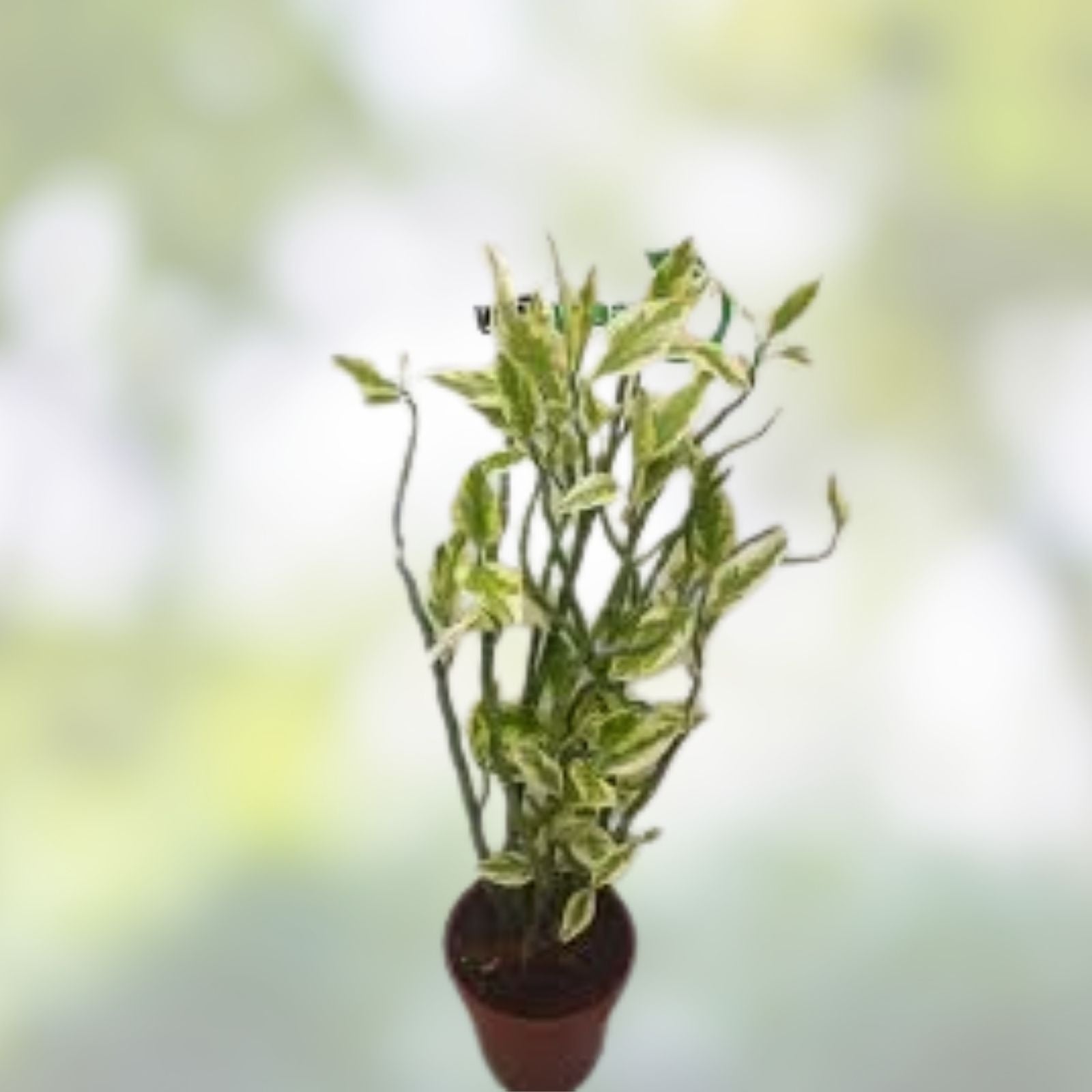 Variegated Euphorbia Tithymaloides Devil's Backbone Cuttings 6+ Inches Organic Live Plant Propagation 8 Pieces