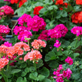 Magenta Geranium Starter Cuttings Pelargonium spp. Live Indoor Plant 3x6 Pot Flowering Houseplant Easy to Grow