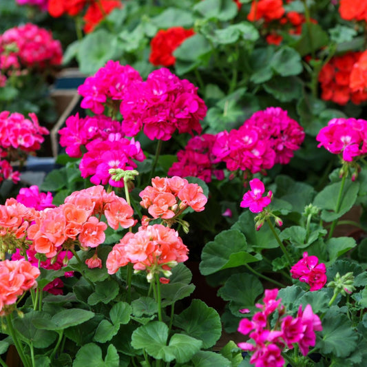 Magenta Geranium Starter Cuttings Pelargonium spp. Live Indoor Plant 3x6 Pot Flowering Houseplant Easy to Grow