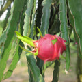 Dragon Fruit Cuttings 7” Red Flesh Hylocereus undatus Live Plant 2 Pcs Self-Pollinating Starter Clippings