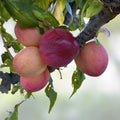 Fruit Tree Cutting Pack Fig Mulberry Apricot Cherry Plum Peach Pear Live Plant Starter