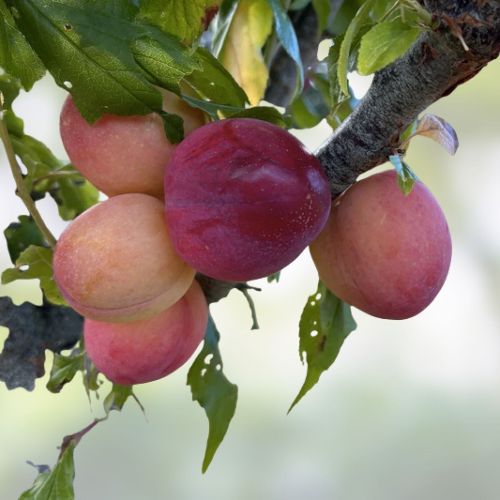 Fruit Tree Cutting Pack Fig Mulberry Apricot Cherry Plum Peach Pear Live Plant Starter