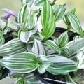 Tradescantia fluminensis Cuttings - Wandering Jew Plant - Live Houseplant, Green and White, 5 Cuttings or 4" Pot