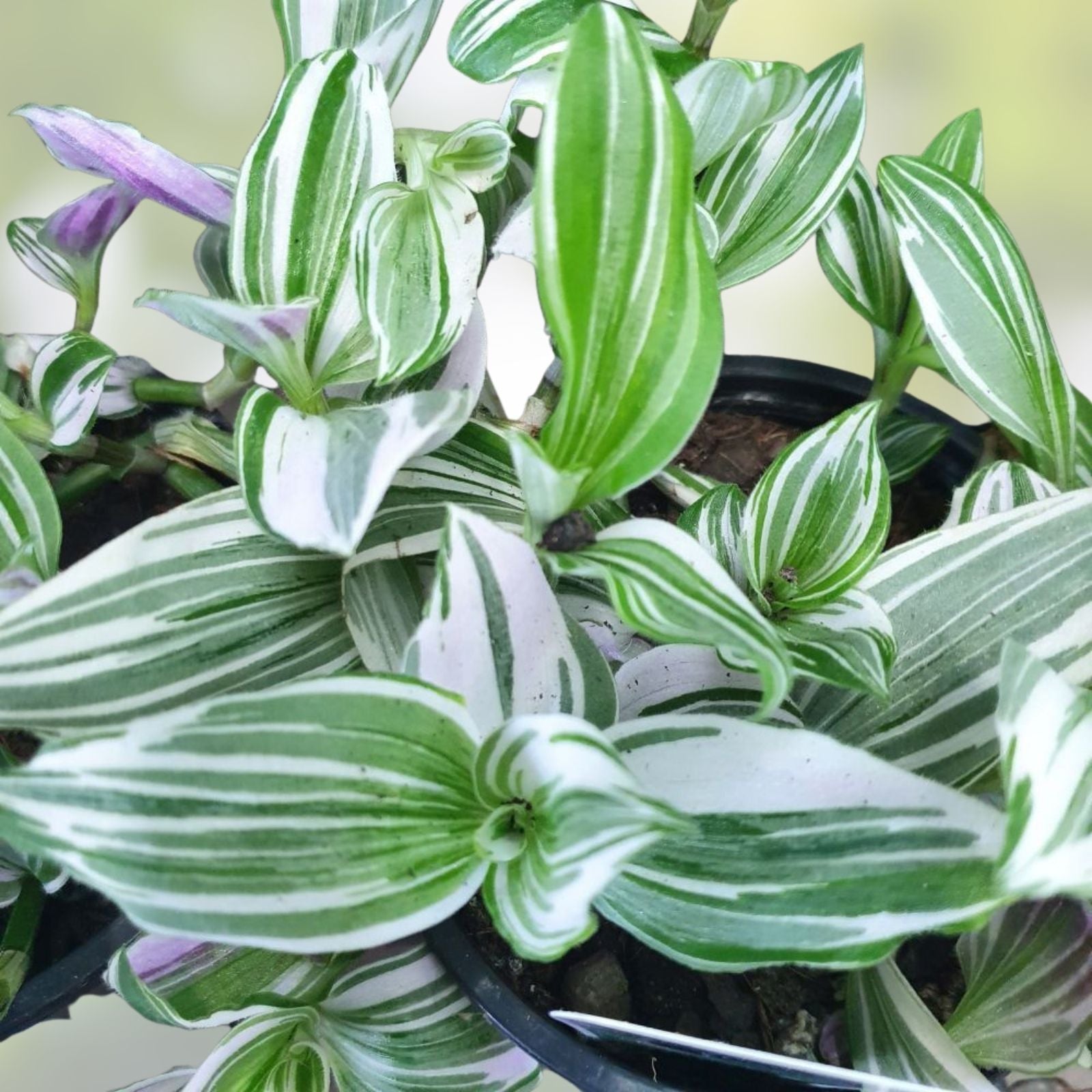 Tradescantia fluminensis Cuttings - Wandering Jew Plant - Live Houseplant, Green and White, 5 Cuttings or 4" Pot