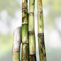 Sugarcane Buds - Heirloom Fresh Cut for Planting - Florida Grown - Fast Growing Cane Planting Material