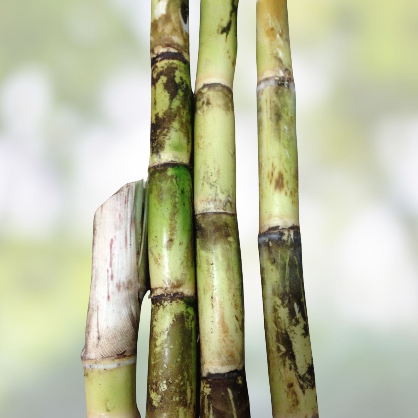 Sugarcane Buds - Heirloom Fresh Cut for Planting - Florida Grown - Fast Growing Cane Planting Material