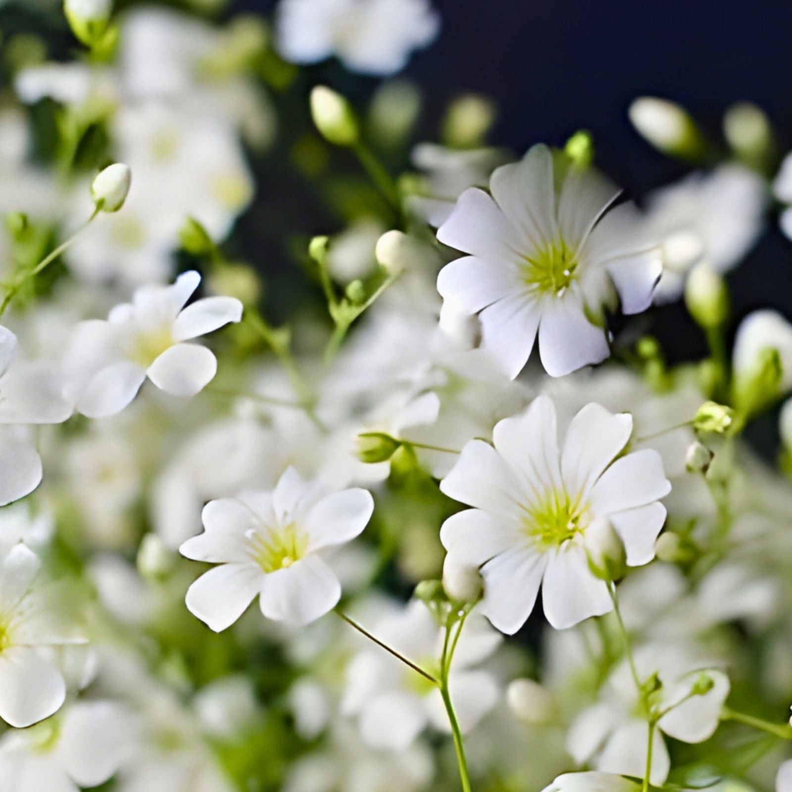 Baby's Breath Seeds Gypsophila elegans 1000+ Snow-Like Blooms Garden Flower Seeds for Floral Arrangements