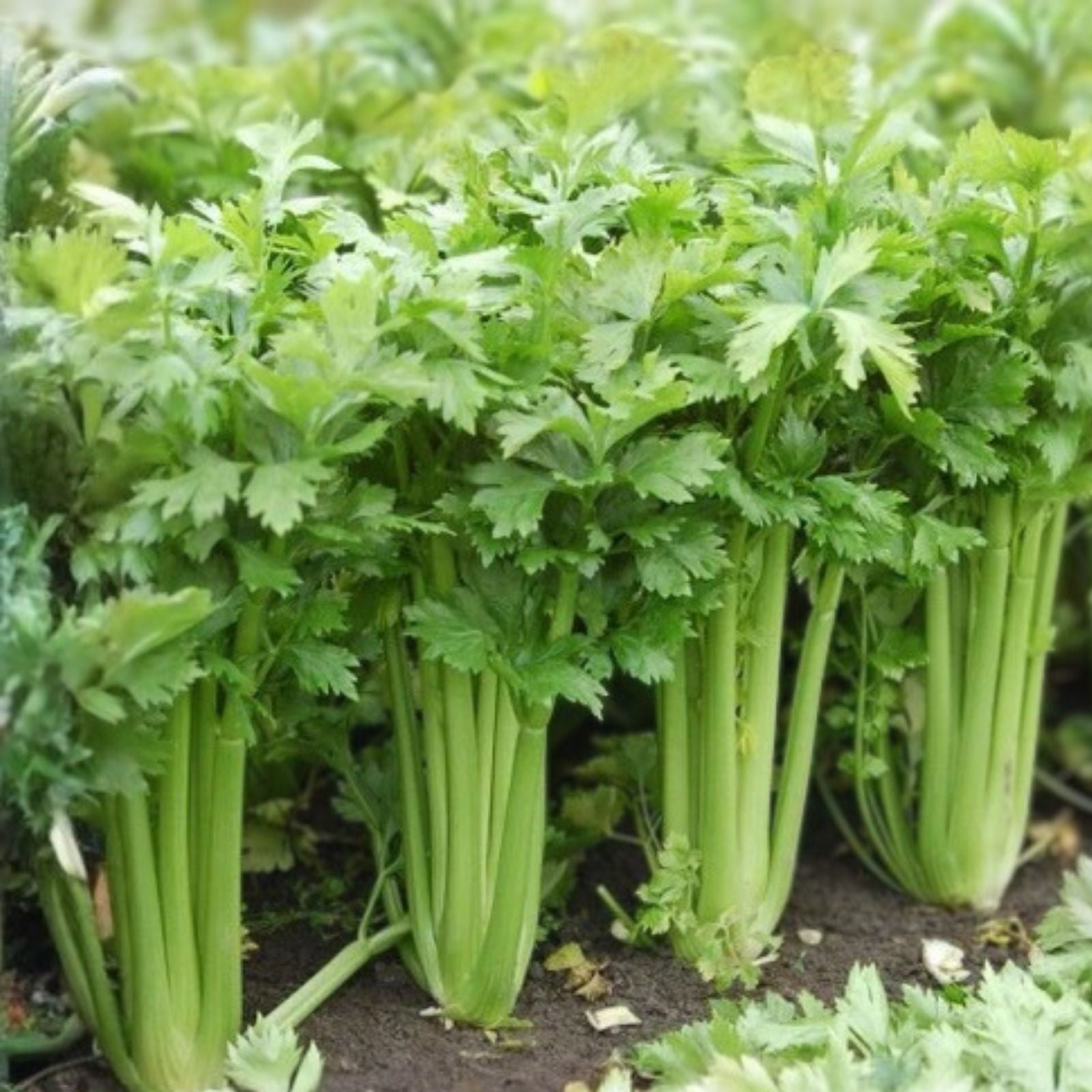 Celery Seeds Utah Tall Heirloom Non-GMO Gardening Seeds Apium graveolens 500 pack, vegetable starter plant, live seed, garden grower
