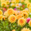 Dahlia Plant Bulb Tuber Large Orange Peach Gold Decorative Flower Dahlia Noordwijks Glorie Live Plant