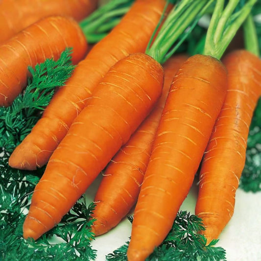 Little Finger Carrot Seeds Non-GMO Heirloom Daucus carota Vegetable Gardening Supplies 20+ Seeds