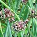 Egyptian Walking Onion Live Starter Plant Allium x proliferum Perennial Vegetable Garden-Ready Top-Set Onion